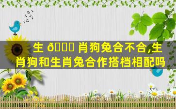 生 🐝 肖狗兔合不合,生肖狗和生肖兔合作搭档相配吗